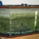 What Causes Crusty Water in My Betta Fish Tank