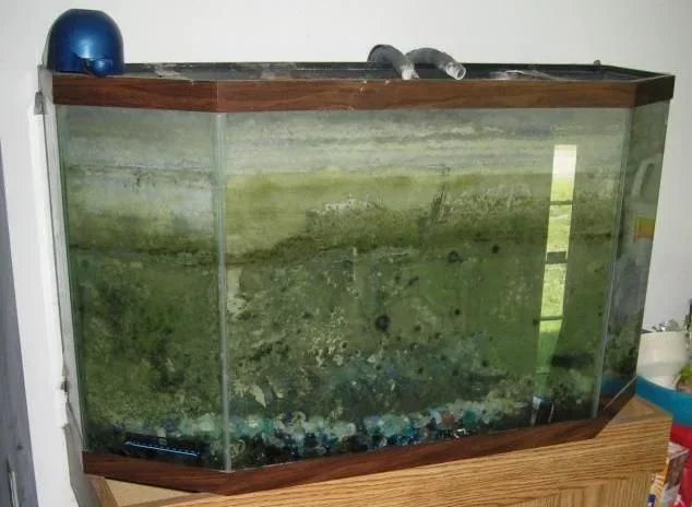 What Causes Crusty Water in My Betta Fish Tank