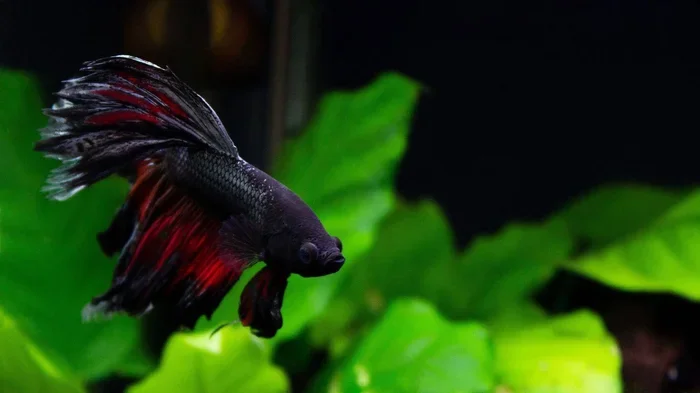 Is Total Darkness Bad for Betta Fish