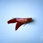 How to You Know If Your Betta Fish Is Dead