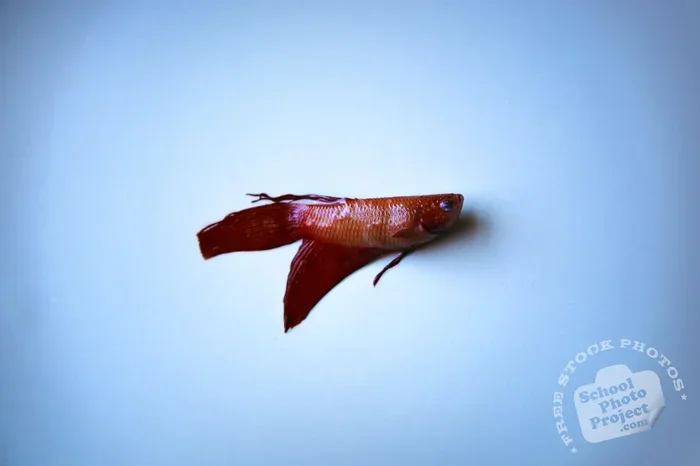 How to You Know If Your Betta Fish Is Dead