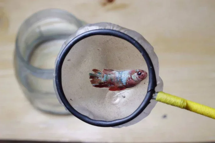 How Do You Know If A Betta Fish Is Dead Signs