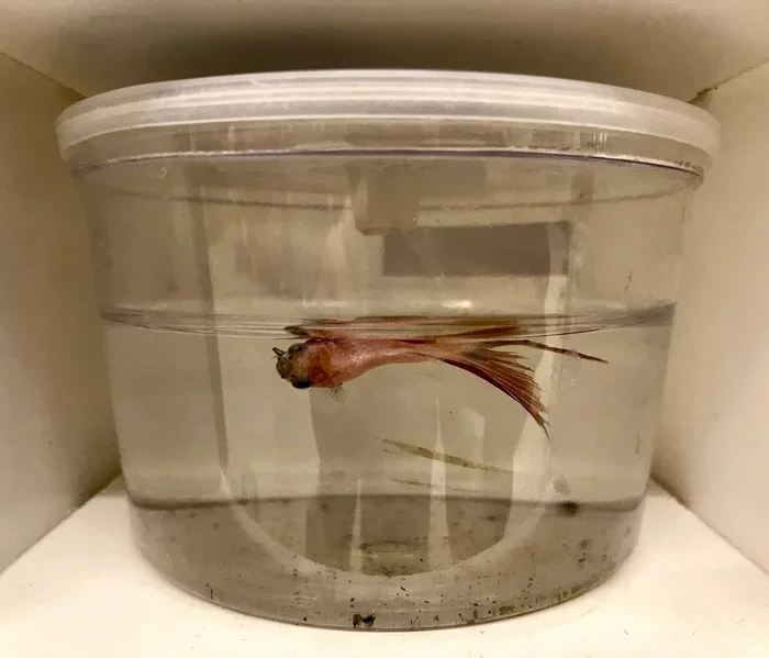 Do Betta Fish Float to the Top When They Die
