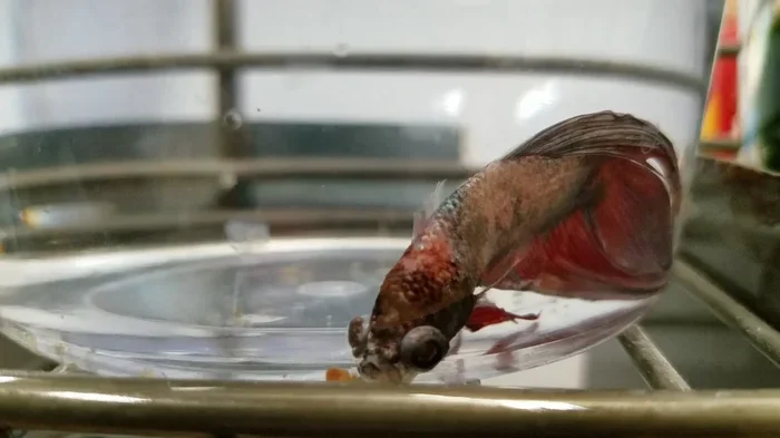 How to Tell When Your Betta Fish Is Dead