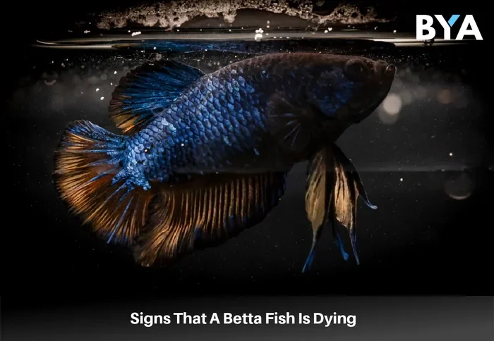 How Do You Know a Betta Fish Is Dead