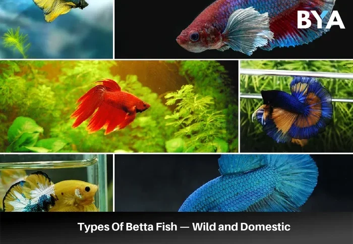 How to Buy Different Species of Betta Fish