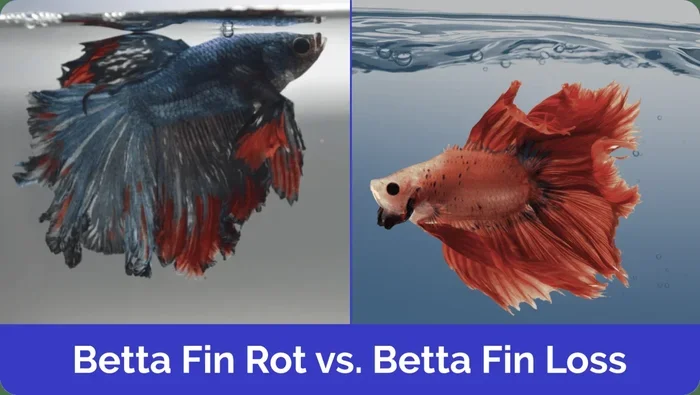 Do Betta Fish Fins Grow Bigger