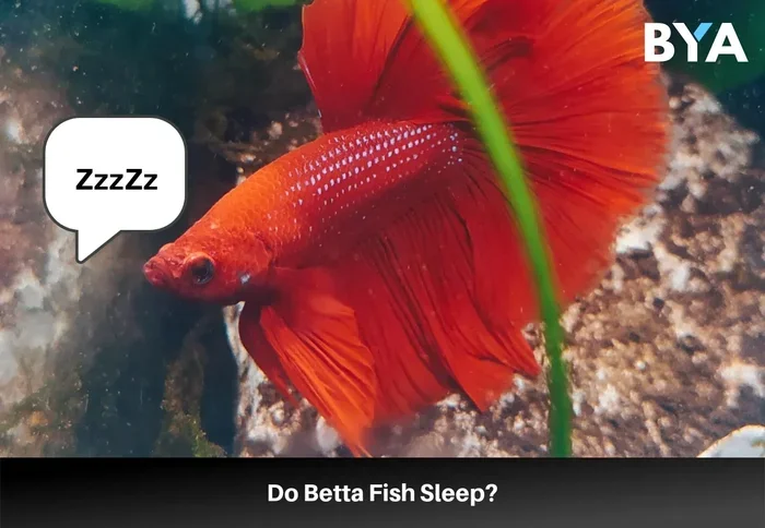 Do Betta Fish Go Dormant