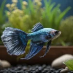 Do Betta Fish Go into Hibernation