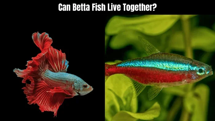 Do Betta Fish Need Human Interaction