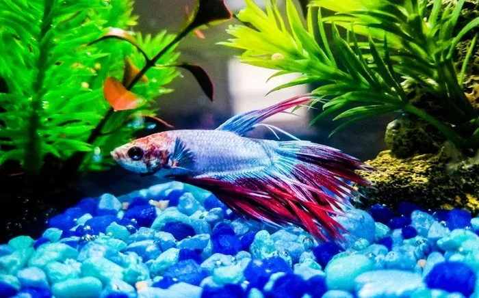 Do Betta Fish Need Night Light