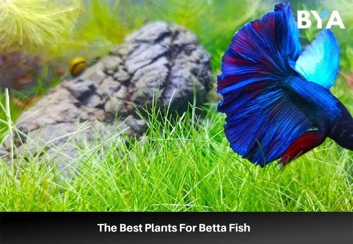 Do Betta Fish Need Plants to Live