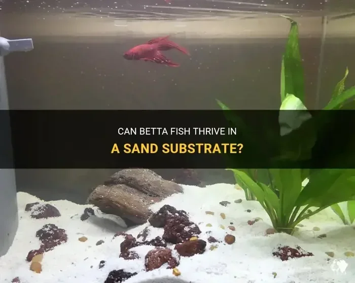 Do Betta Fish Need Sand