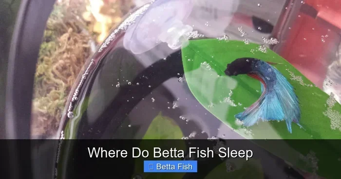 Do Betta Fish Need to Sleep in the Dark