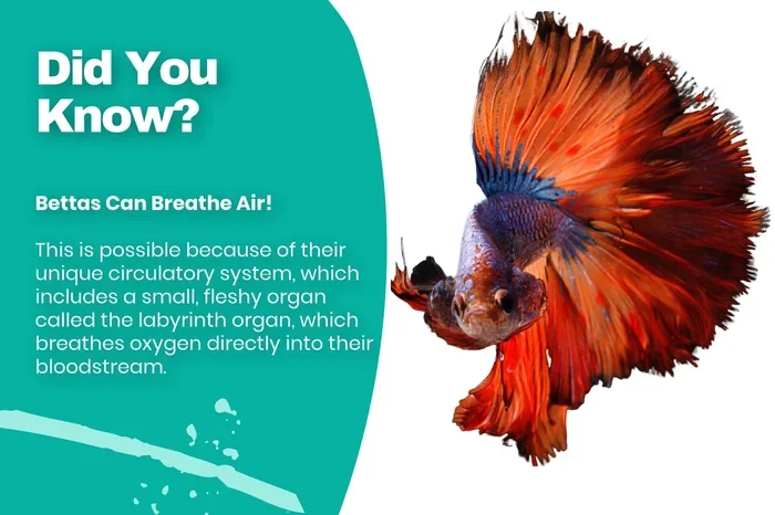 Do Betta Fish Need to Surface for Air