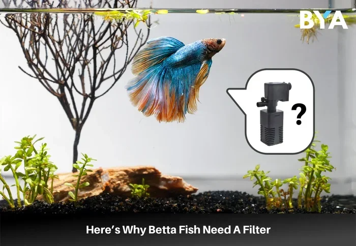 Do Betta Fish Need Water Filter