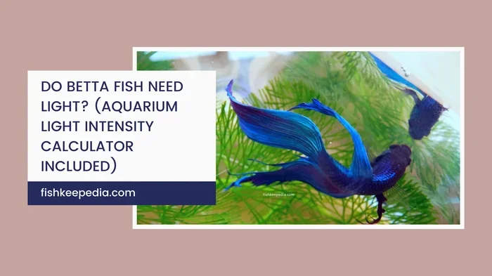Do Betta Fish Needs Light