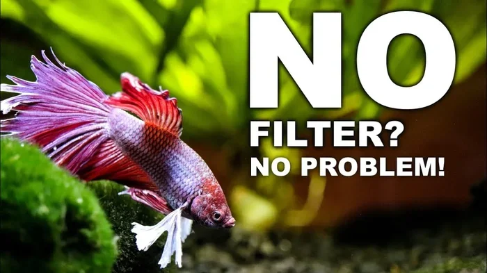 Do Betta Fish Not Like Filters