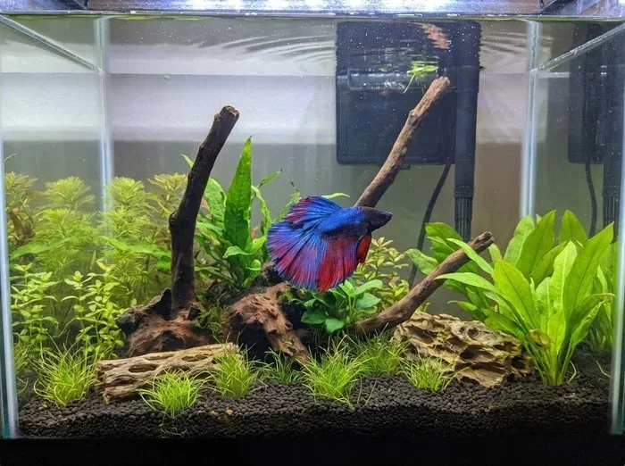 Do Betta Fish Prefer a More Confined Enviroment