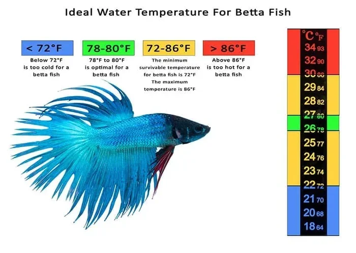 Do Betta Fish Prefer Cold or Warm Water