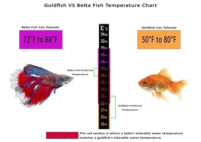 Do Betta Fish Prefer Warm or Cold Water