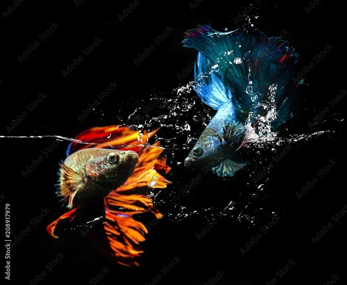 Do Betta Fish Really Fight Together