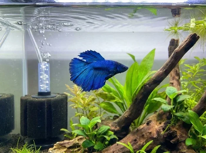 Do Betta Fish Really Need a Filter