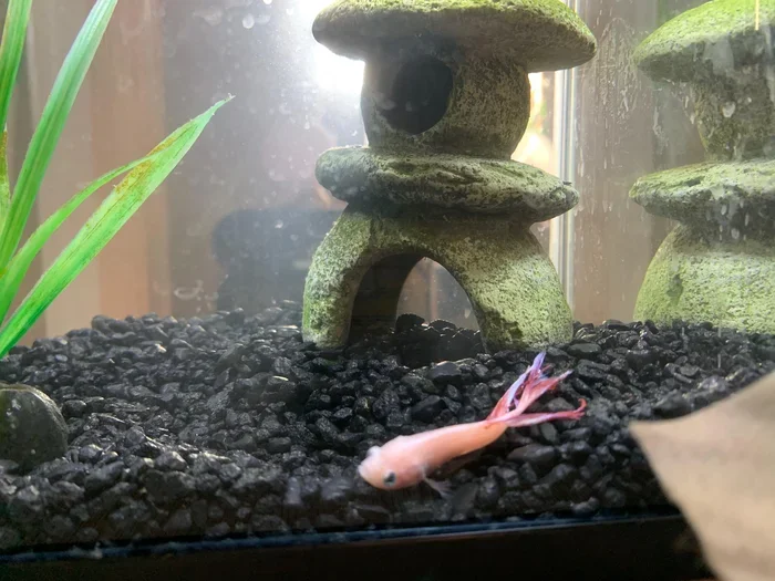 Do Betta Fish Rest on Bottom of Tank