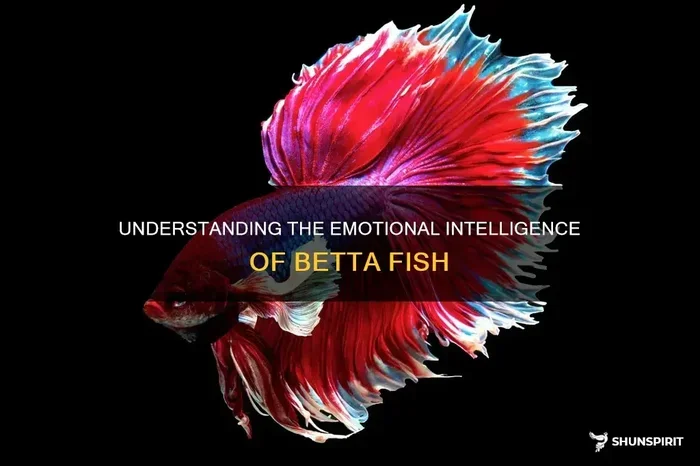 Do Betta Fish Show Emotion