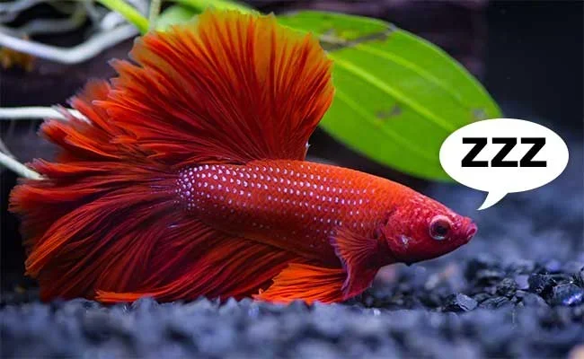 Do Betta Fish Sleep on Bottom of Tank