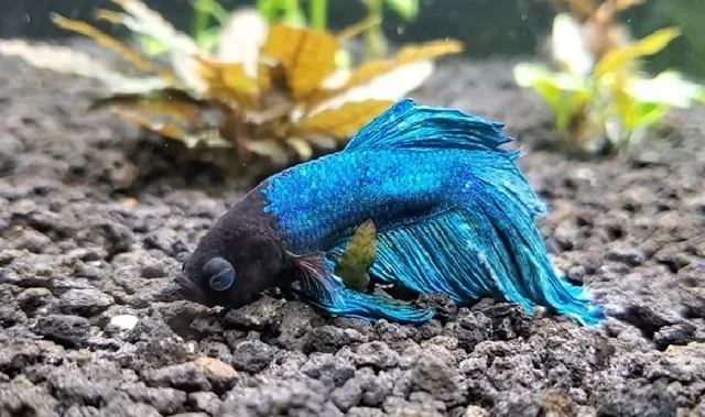 Do Betta Fish Sleep Still