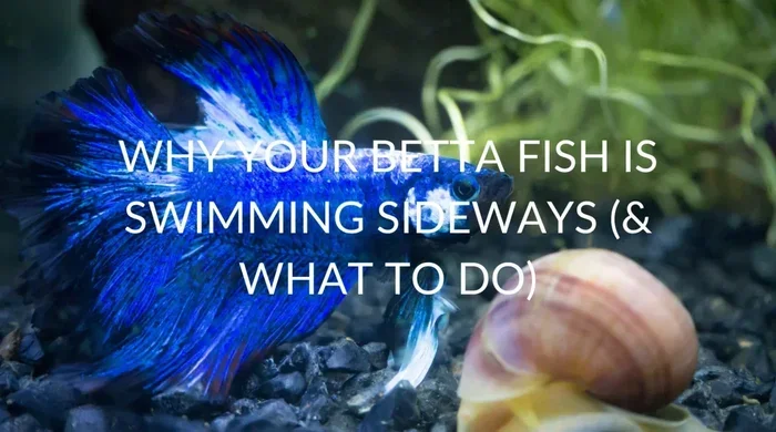 Do Betta Fish Swim Backwards