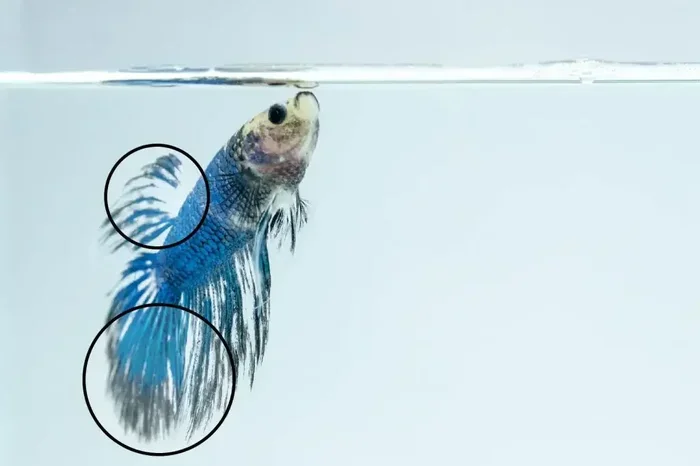 Do Betta Fish Tails Fall Off
