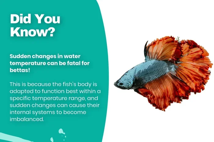 Do Betta Fish Tolerate Outdoor Temperature Changes