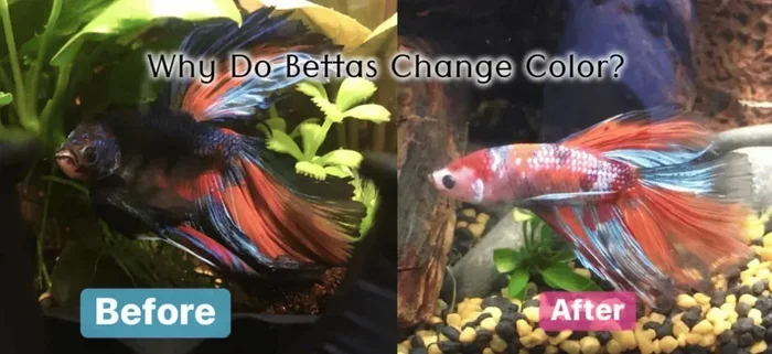 Do Betta Fish Turn Colors
