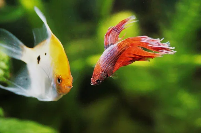Do Betta Fish Want Friends
