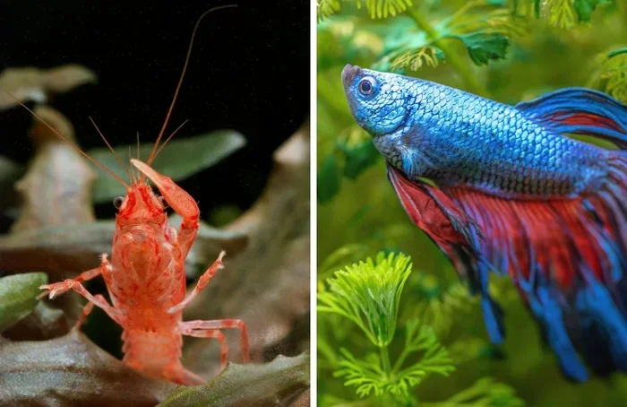 Do Bettas and Ocrar Fish Get Along
