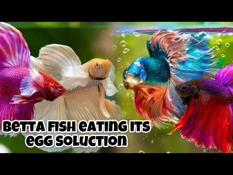 Do Bettas Eat Other Fishes Eggs