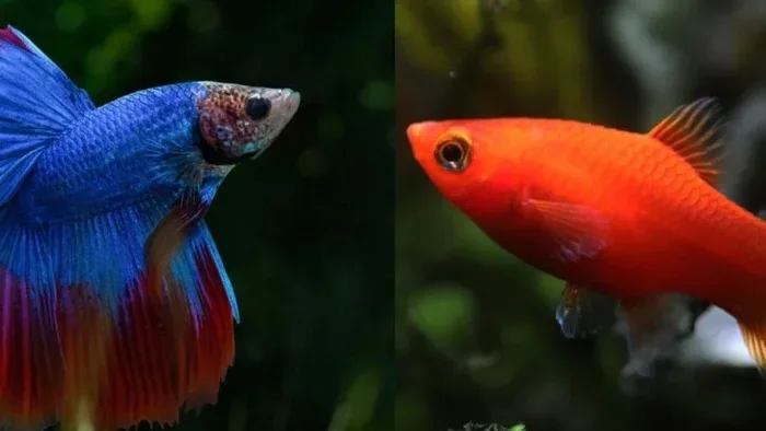 Do Bettas Fish and Platies Get Along