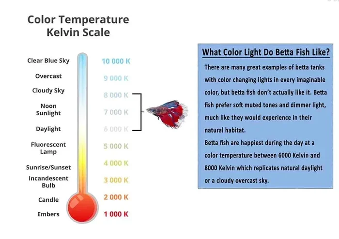 Do Certain Light Colors Affect Betta Fish