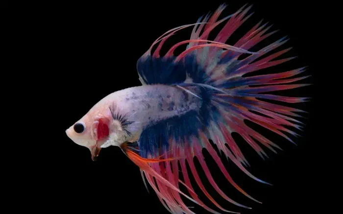 Do Crowntail Betta Fish Change Color