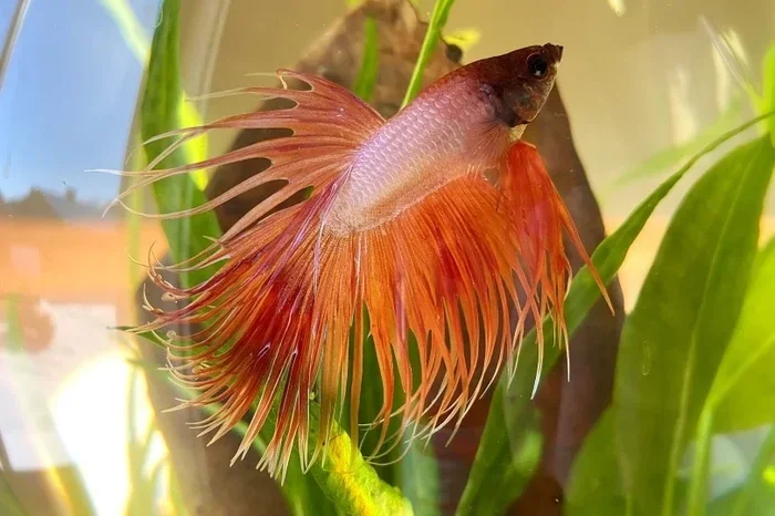 Do Crowntail Betta Fish Staying Still