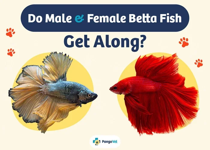 Do Female and Male Betta Fish Get Along