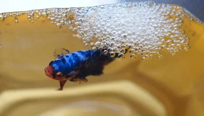 Do Female Betta Fish Blow Bubbles