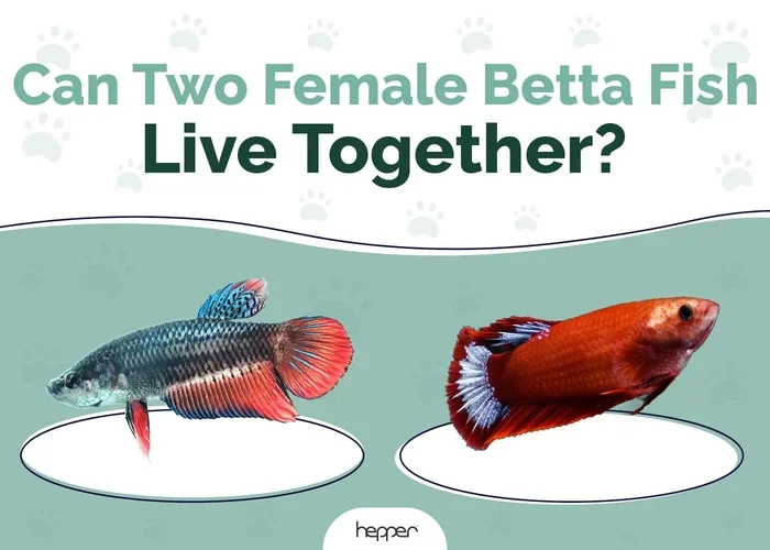 Do Female Betta Fish Get Along