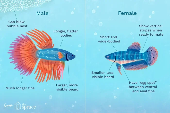 Do Female Betta Fish Have Babies