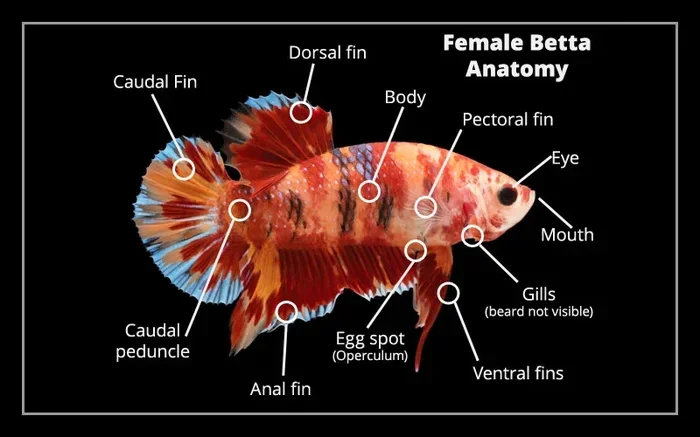 Do Female Betta Fish Have Ventral Fins