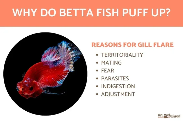 Do Female Betta Fish Puff Up