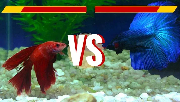 Do Female Bettas Fight Other Fish
