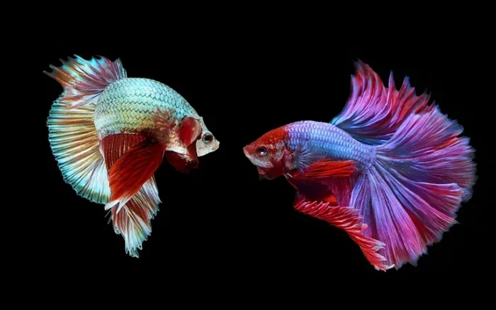 Do Female Bettas Fight with Other Fish